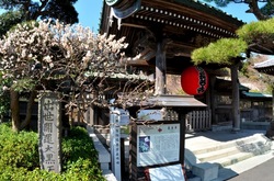 鎌倉長谷寺の山門の梅花