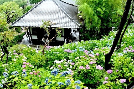 鎌倉紫陽花（あじさい）スポット2014：極楽寺・成就院・御霊神社・長谷寺