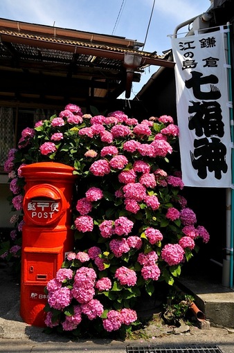 鎌倉紫陽花（あじさい）スポット2014：極楽寺・成就院・御霊神社・長谷寺