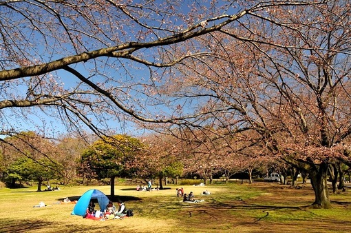 大庭城址公園の桜2015