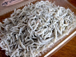 湘南腰越勘浜水産の生しらす&釜揚げしらす