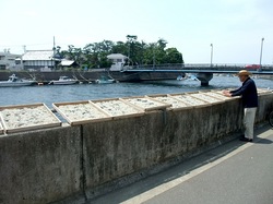 湘南江ノ島片瀬海岸の生しらす&シラス専門店浜野水産湘南丸のしらす干し