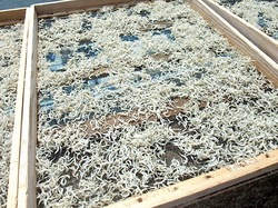 湘南江ノ島片瀬海岸の生しらす&シラス専門店浜野水産湘南丸のしらす干し