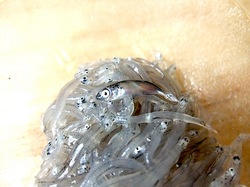 湘南江ノ島片瀬海岸の生しらす&シラス専門店浜野水産湘南丸の生シラス