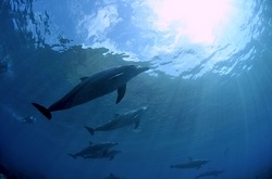 御蔵島でイルカとドルフィンスイム