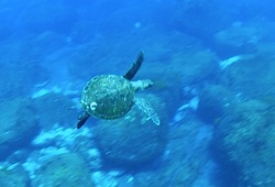 御蔵島でドルフィンスイム中に現れたウミガメ