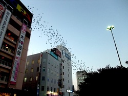 藤沢駅南口ロータリーの秋の風物詩ムクドリの群れ