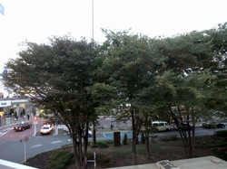 藤沢駅南口ロータリーの秋の風物詩ムクドリの群れ