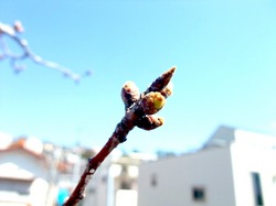 自宅の桜のつぼみ