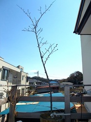 自宅の桜のつぼみ