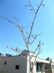 自宅の桜のつぼみ