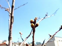 自宅の桜のつぼみ
