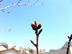 自宅の桜のつぼみ