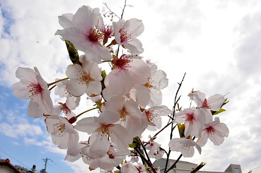 善行の自宅の桜のつぼみから開花まで2014