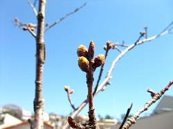 善行の自宅の桜のつぼみから開花まで2014