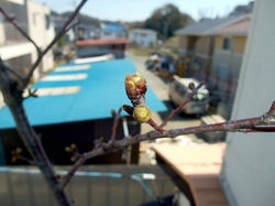 善行の自宅の桜のつぼみから開花まで2014