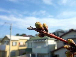 善行の自宅の桜のつぼみから開花まで2014