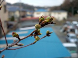 善行の自宅の桜のつぼみから開花まで2014