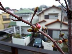 善行の自宅の桜のつぼみから開花まで2014