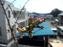 善行の自宅の桜のつぼみから開花まで2014