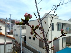 善行の自宅の桜のつぼみから開花まで2014