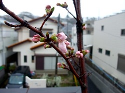 善行の自宅の桜のつぼみから開花まで2014