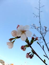 善行の自宅の桜のつぼみから開花まで2014