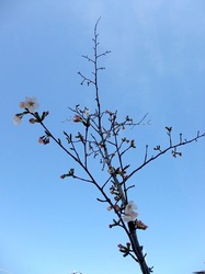善行の自宅の桜のつぼみから開花まで2014