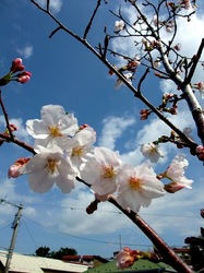 善行の自宅の桜のつぼみから開花まで2014