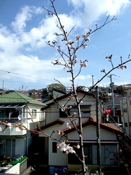 善行の自宅の桜のつぼみから開花まで2014