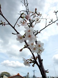 善行の自宅の桜のつぼみから開花まで2014