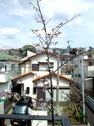 善行の自宅の桜のつぼみから開花まで2014