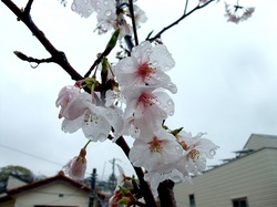 善行の自宅の桜のつぼみから開花まで2014