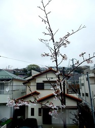 善行の自宅の桜のつぼみから開花まで2014