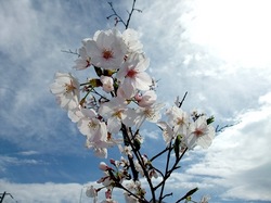 善行の自宅の桜のつぼみから開花まで2014