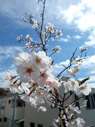 善行の自宅の桜のつぼみから開花まで2014