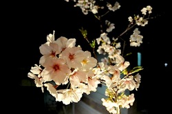 善行の自宅の桜のつぼみから開花まで2014