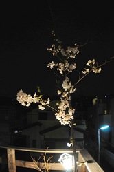 善行の自宅の桜のつぼみから開花まで2014