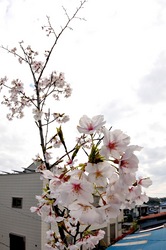善行の自宅の桜のつぼみから開花まで2014