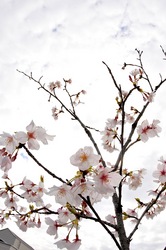 善行の自宅の桜のつぼみから開花まで2014