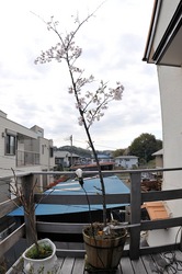 善行の自宅の桜のつぼみから開花まで2014
