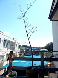 善行の自宅の桜のつぼみから開花まで2014