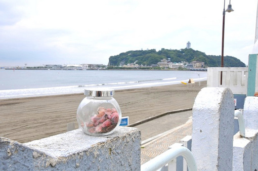 湘南江ノ島片瀬海岸西浜でさくら貝(桜貝)拾い