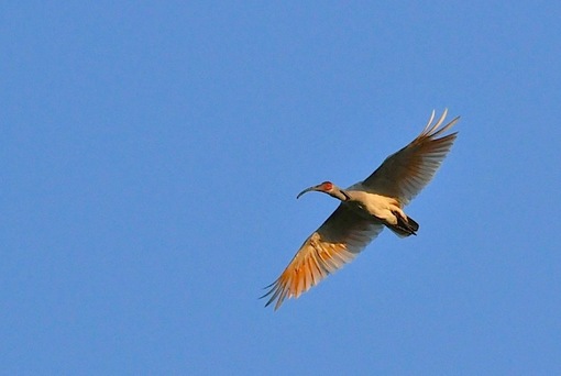 新潟県佐渡島で自生する自然の天然記念物朱鷺（トキ）