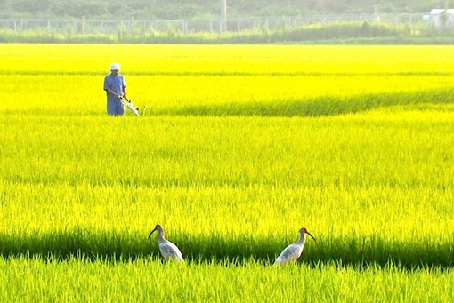 新潟県佐渡島で自生する自然の天然記念物朱鷺(トキ)