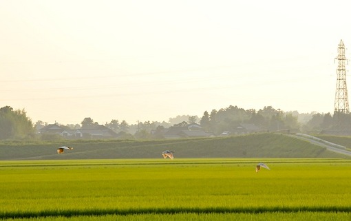 新潟県佐渡島で自生する自然の天然記念物朱鷺(トキ)