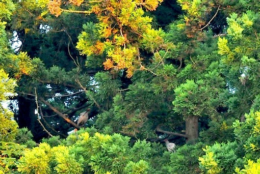 新潟県佐渡島で自生する自然の天然記念物朱鷺(トキ)