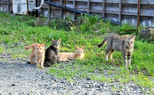 新潟県佐渡島の野生のニャンコ(ネコ/猫)