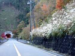 丹沢大山国定公園ヤビツ峠の紅葉ドライブ散策