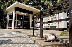 パソコン遠隔操作ウイルス事件江ノ島の地域ネコ「裕(ゆたかくん)」